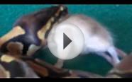 baby ball python feeding video