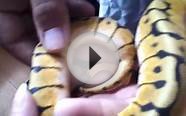 Baby ball pythons for sale
