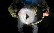 Baby Burmese Python Capture in Florida October 6, 2011