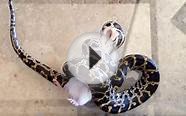Baby burmese python second feeding with me. First mouse