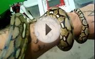 baby female tiger reticulated python