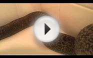 Baby granite Burmese python