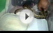 baby tiger reticulated python eating