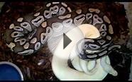Ball Python Breeding: Albino Spider x Mojave het Albino