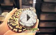 Ball Python Breeding Projects 2013-14