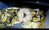 Ball python breeding season in full swing! Can you say