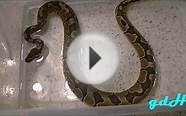 Ball Python Cleaning Tips + Enchi Update
