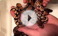 Ball python Clutch #1 SHED OUT 2015