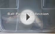 Ball Python Collection 11/11/2011