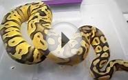 ball python collection 1