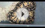 Ball Python Collection At The End of 2010