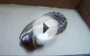Ball Python Eating Live Mouse