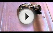 Ball Python eating small rat part 1