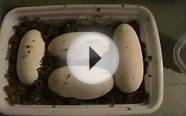 Ball Python Eggs Clutch #1 Normal female Mojave male.