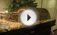 ball python enclosures