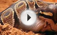Ball python feeding 1