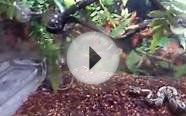ball python feeding on small rat