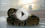 Ball-Python First Feed of Hopper mouse