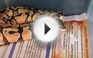 Ball Python for sale 2014 Update