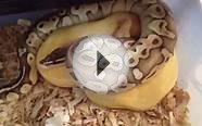 Ball python hatchlings update
