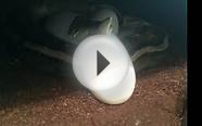 Ball Python Laying Eggs - Possible scaleless head clutch