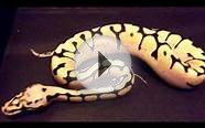 Ball python morphs!