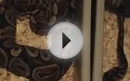 ball python morphs and breeding