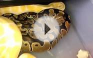 Ball python morphs breeding