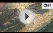 Ball Python Snake Close to Me in 1080P HD