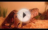 Ball Python swallows small rat