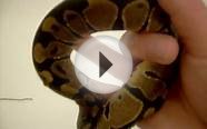 Ball python swimming and soaking in bathtub - Shedding tips