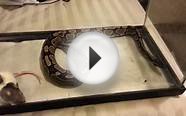 Ball python vs small rat