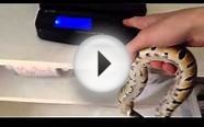 Ball python weights and two bearded dragons for sale