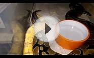 Banana ball python locking/unlocking with banded normal