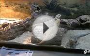 bearded dragonas eating wax worms and big female ball python
