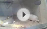 Big albino reticulated python eating rabbit