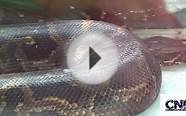 Big Burmese Python in 1080P HD - by John D. Villarreal
