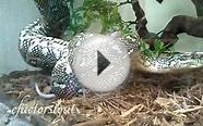 Big Diamond Python Killing A Rat - Morelia spilota - Snake