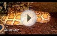 Big Snake Hypo Burmese Python Python Bivittatus Reptiles