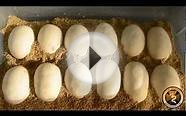 Biggest Clutch Of Ball Python Eggs Ever 12 Eggs