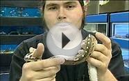 Blood Python Snakes