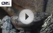 Boa Constrictor Snake (Grey) in 1080P HD - by John D