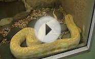 Burmese Python (Albino) @ Zoo Trinidad and Tobago
