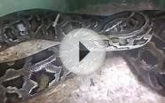 Burmese python at a pet shop