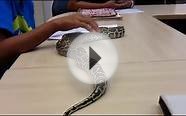 Burmese python at Thailands natural history museum