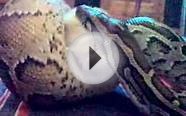 Burmese Python Eat Fat Chick