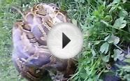 Burmese python eating rabbit