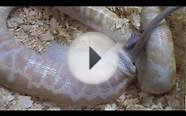 Burmese Python swallowing a adult rat