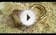 Butter Pastel ball python eating
