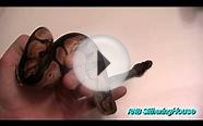 Calico Ball Python